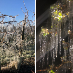 Nachtvorst beregening: beregenen tegen vorstschade bloesem fruitbomen